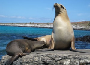 foca