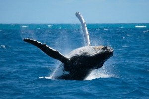 Desde este mes se inicia el observatorio de las ballenas jorobadas en Manabí
