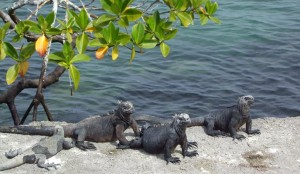 Iguanas vistas en la Estación Charles Darwin agosto2016