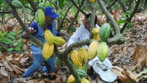 Producción. La hacienda Victoria, una de las que exporta su cacao. 
