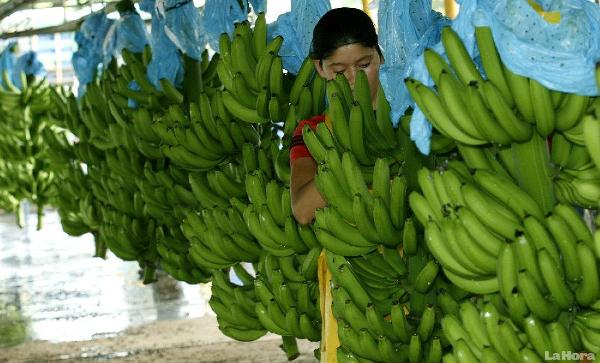 crisis en el sector bananero